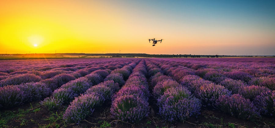 dron dji inspire en vuelo sobre campo de lavanda al atardecer