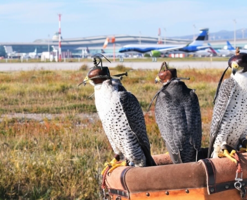 Halcones en aeropuerto