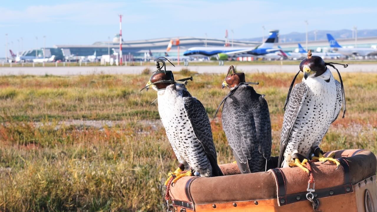 Halcones en aeropuerto