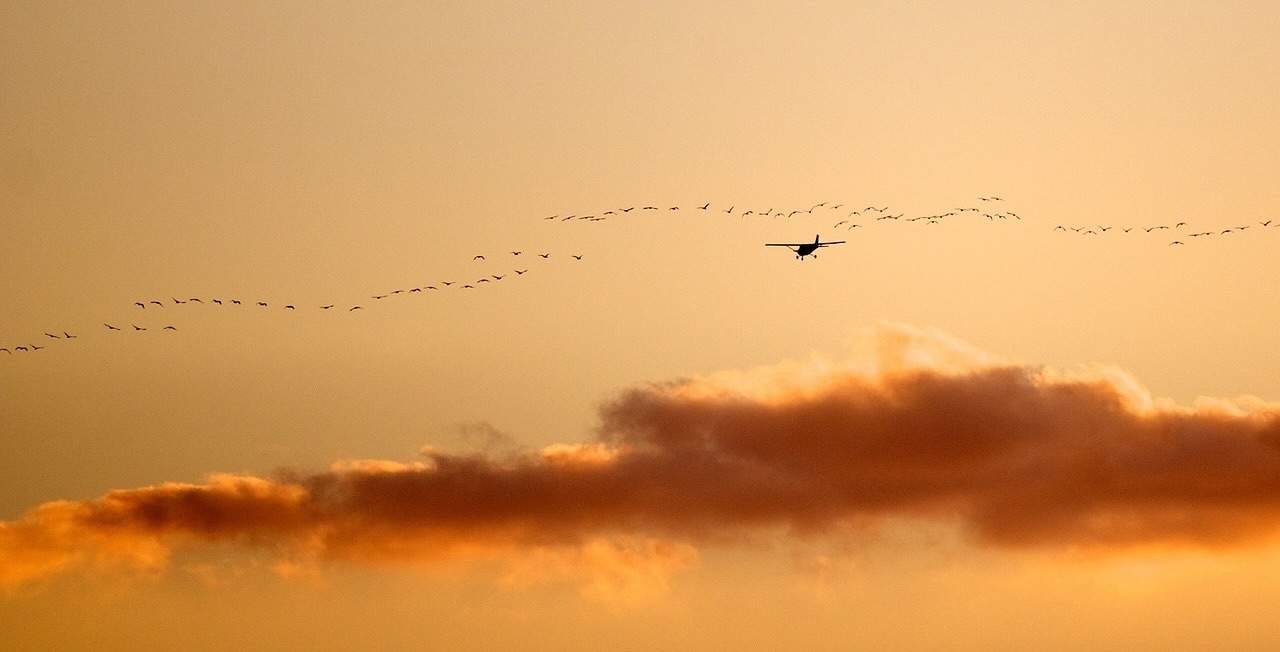 Pájaros junto a un avión